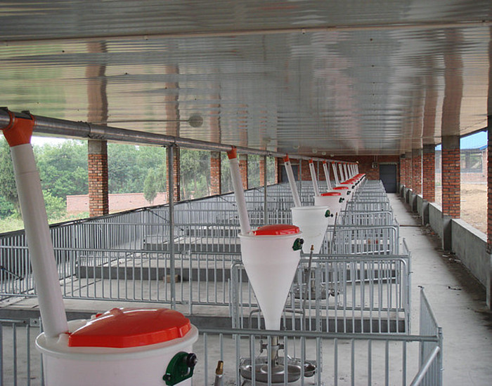 豬場自動喂料線 豬場自動喂料線