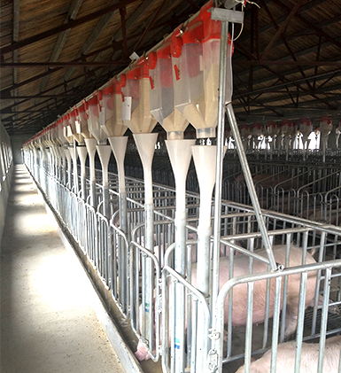 佰牧興豬場自動化上料系統(tǒng) 佰牧興豬場自動化上料系統(tǒng)