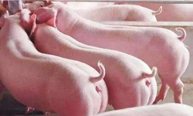 空懷母豬分群管理 空懷母豬分群管理