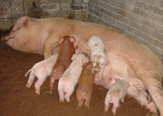 1532941368618377.png QQ截圖20180730165949.png