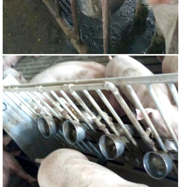 佰牧興不銹鋼豬用飲水碗 佰牧興不銹鋼豬用飲水碗