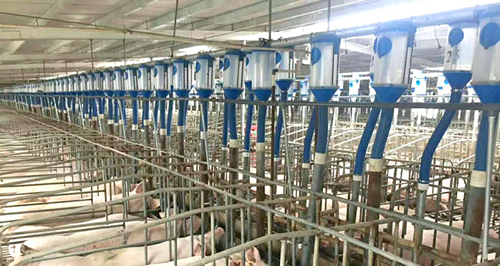 佰牧興自動喂豬設(shè)備自動料線 佰牧興自動喂豬設(shè)備自動料線