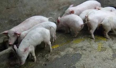 1551086077960579.jpg 流行性腹瀉.jpg