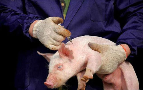 豬場正確的免疫程序和原理圖片