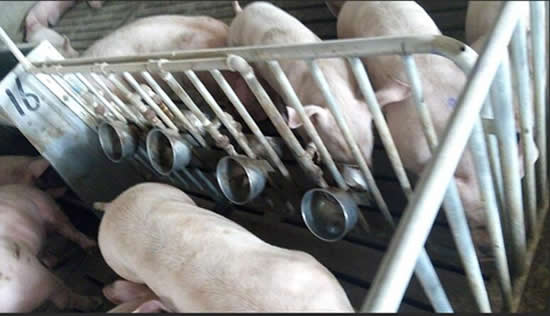 不銹鋼環(huán)保水碗 不銹鋼環(huán)保水碗