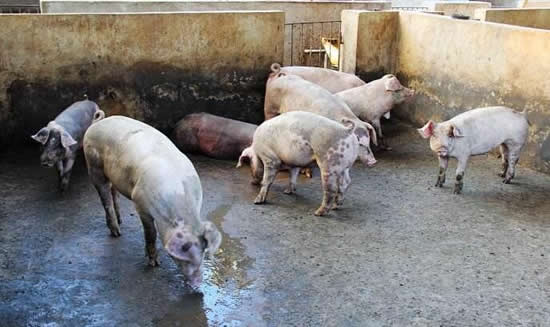 豬用料槽 豬用料槽