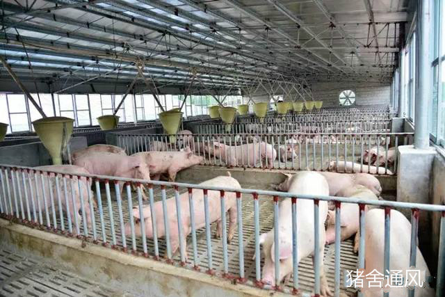豬舍通風(fēng) 豬舍通風(fēng)