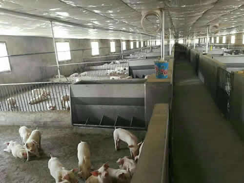 不銹鋼豬用料槽 不銹鋼豬用料槽