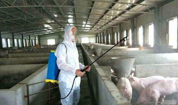 豬場消毒