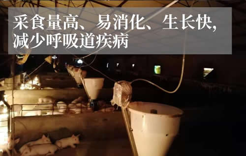 仔豬用料槽 仔豬用料槽