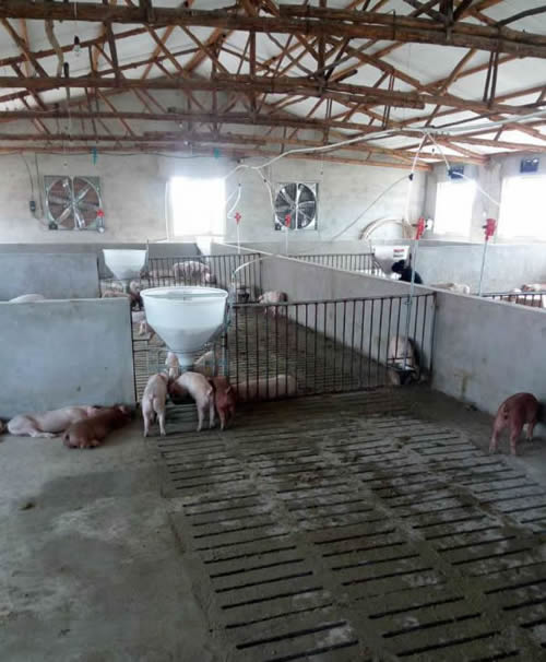 豬采食槽 豬采食槽