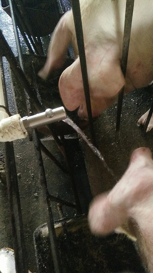 豬場節(jié)水碗 豬場節(jié)水碗