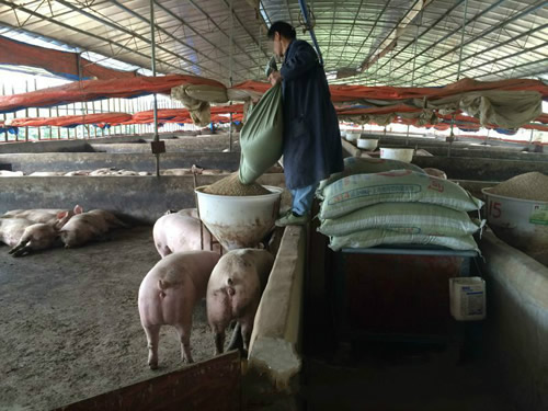 豬用料槽 豬用料槽