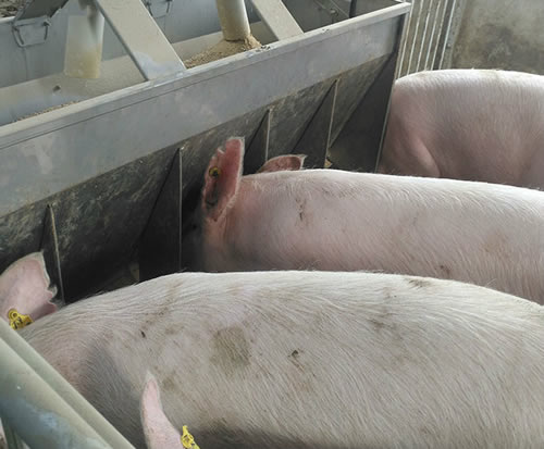 不銹鋼豬用料槽 不銹鋼豬用料槽