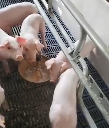 小豬食槽 小豬食槽