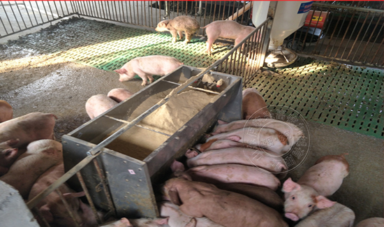 不銹鋼保育豬用料槽 不銹鋼保育豬用料槽