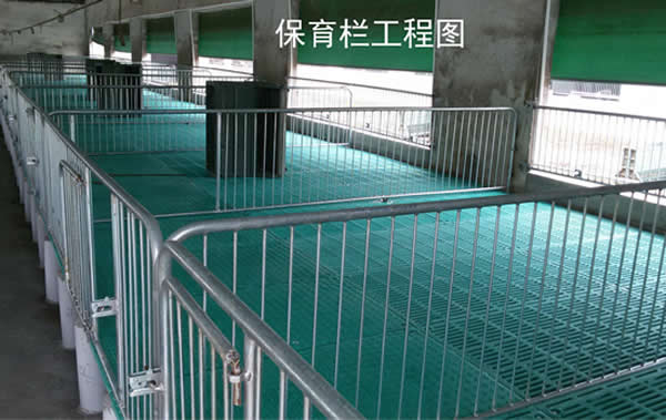 仔豬保育床使用圖片 仔豬保育床使用圖片