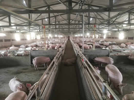 育肥舍自動化料線 育肥舍自動化料線