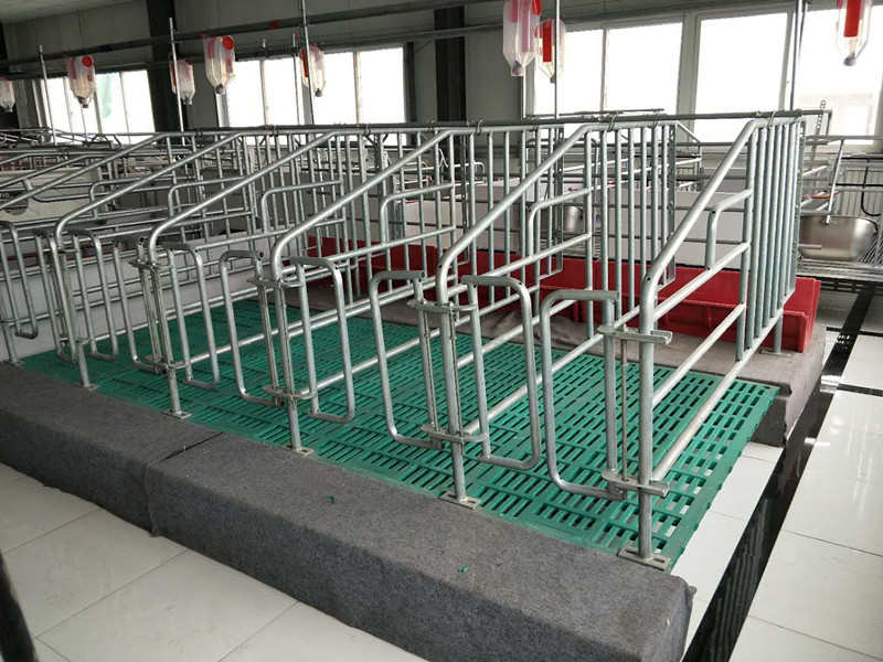 母豬定位欄安裝圖片 母豬定位欄安裝圖片