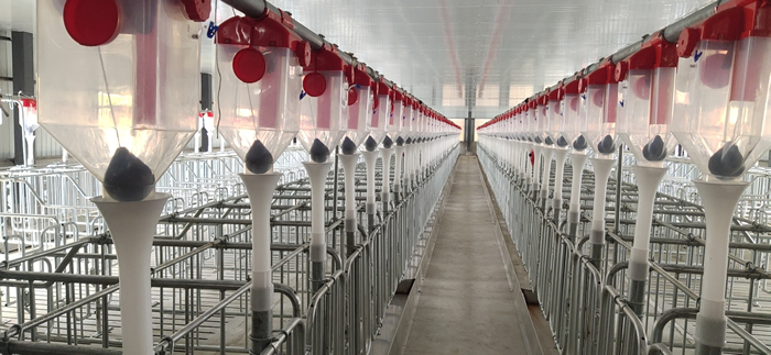 母豬定位欄料線安裝圖片 母豬定位欄料線安裝圖片