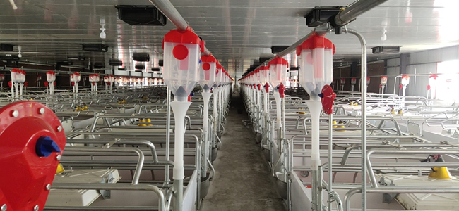 母豬配懷舍自動化料線安裝圖片 母豬配懷舍自動化料線安裝圖片