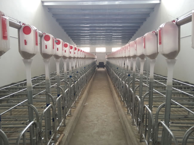 豬場(chǎng)賽盤料線安裝 豬場(chǎng)賽盤料線安裝