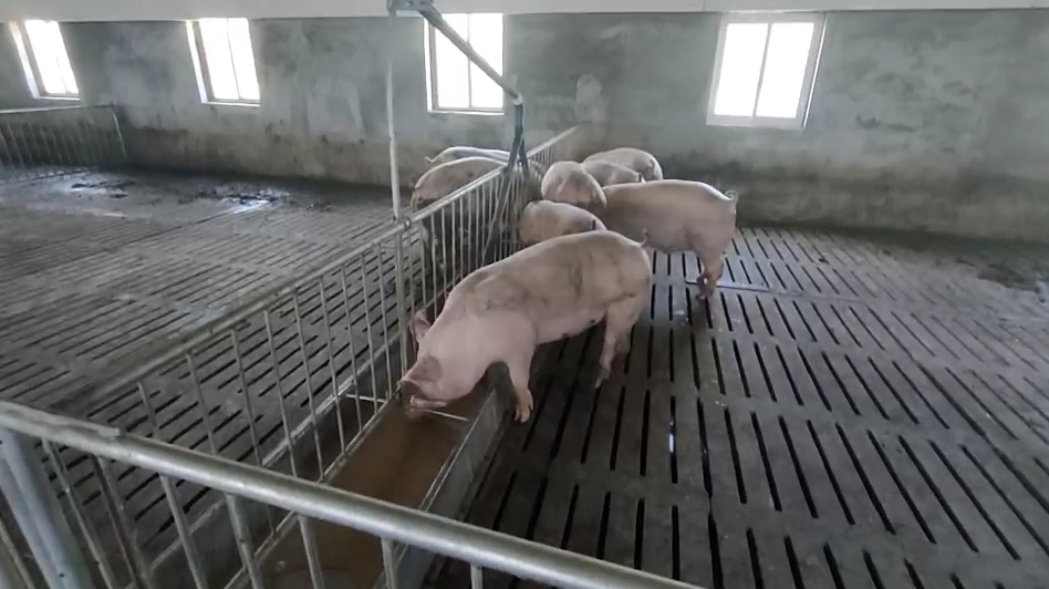 粥料喂豬設備 粥料喂豬設備