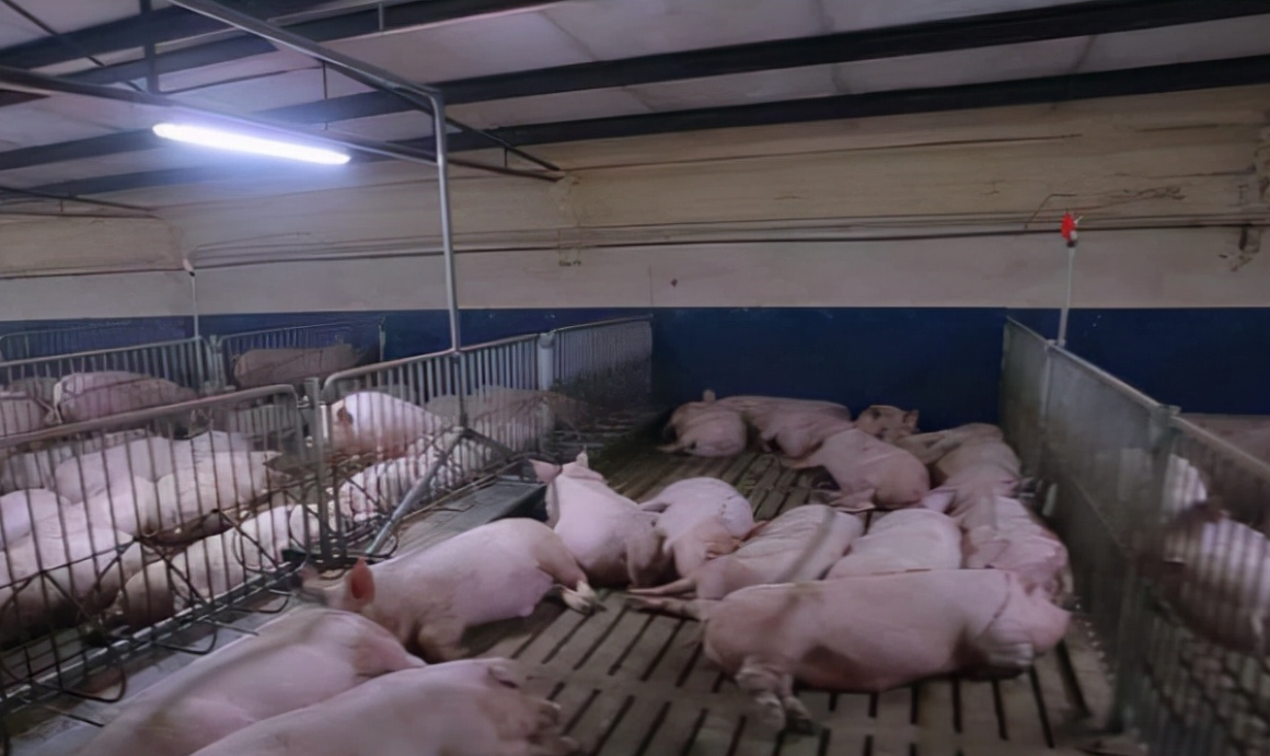 粥料線喂豬 粥料線喂豬